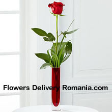 A Single Red Rose In A Red Test Tube Vase Delivered in Romania